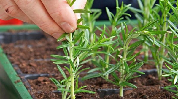 propagate rosemary