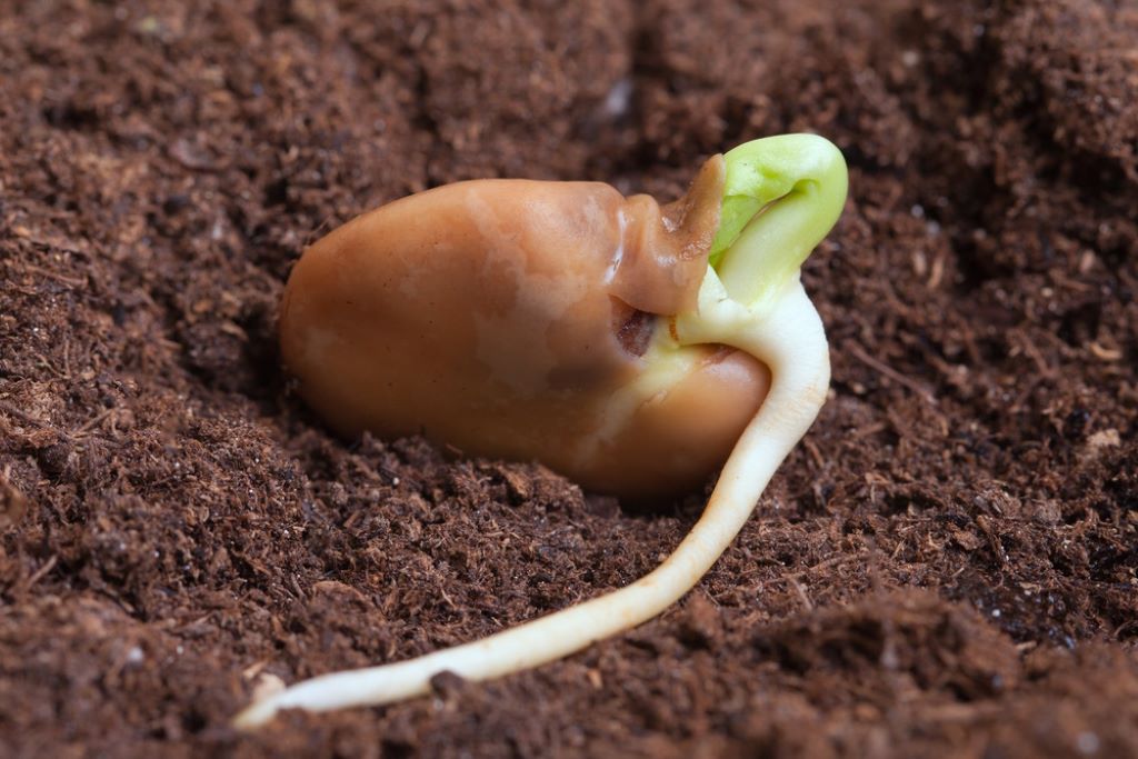 What are the reason why seeds fail to germinate?